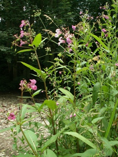 Himalayan balsam